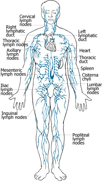 Linfogei body chart